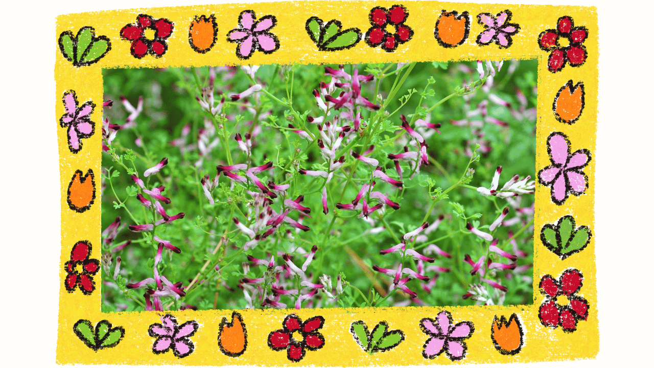 Fumitory (Fumaria officinalis): Benefits, Uses, and Safety