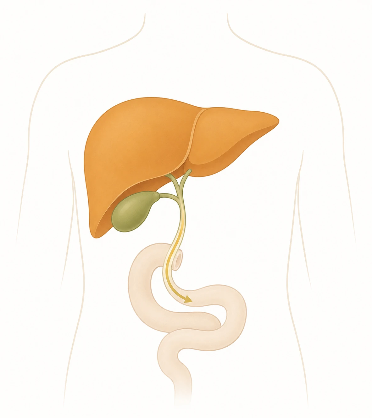 Simplified illustration of the liver, gallbladder, and bile duct showing bile flowing toward the small intestine
