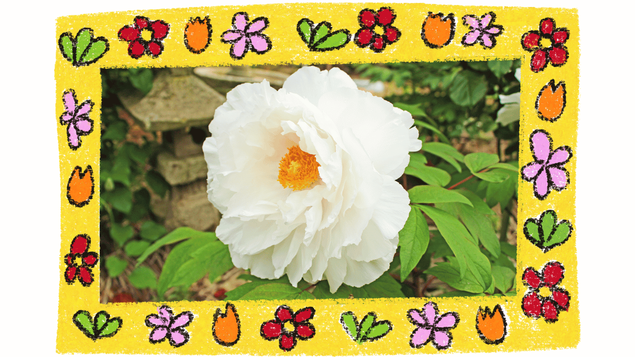 Pivoine blanche (Paeonia lactiflora) : bienfaits, posologie et securite