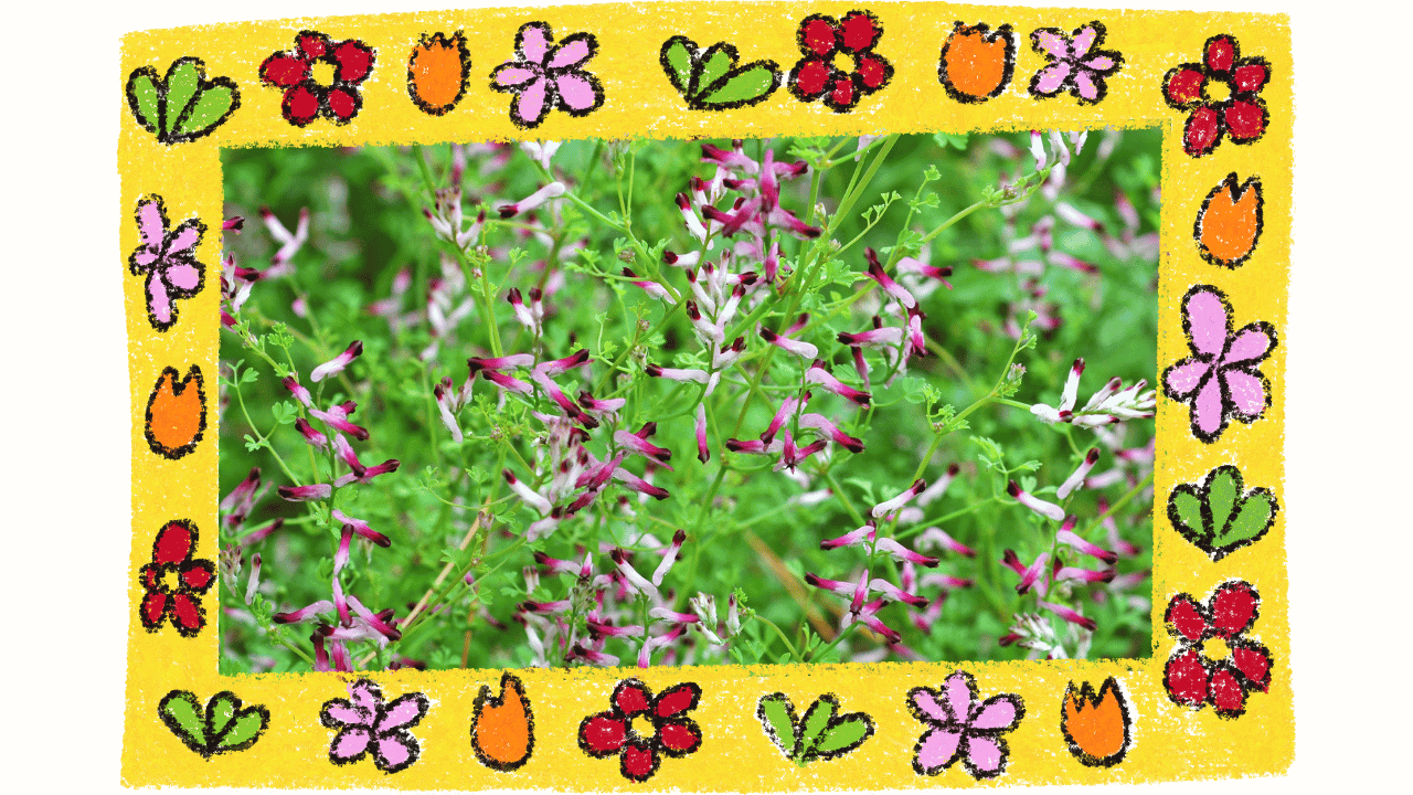 introduction to Fumitory