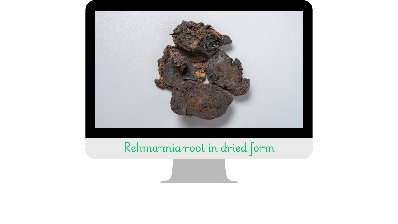 introduction to rehmannia