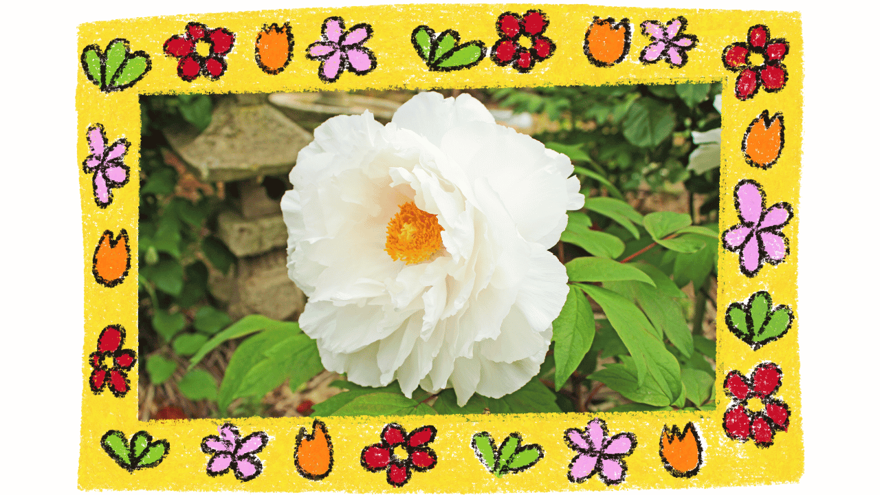 introduction to white Peony